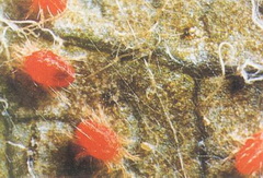 Galagonya-takácsatka galagonya-takacsatka_tetranychus-viennensis