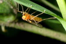 monarthropalpus-buxi_buxuslegy