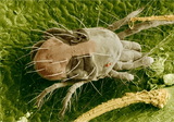 Atka takacsatka_tetranychus-urticae